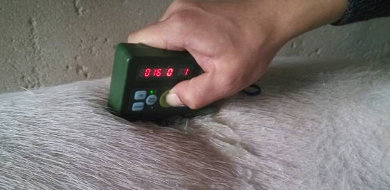 UT01 Pig Backfat instrument for pig