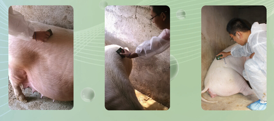 UT01 Pig Backfat instrument for pig
