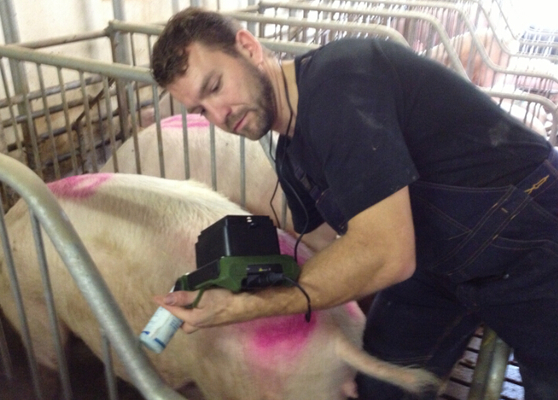 RKU10  king ring vet use ultrasound scanner