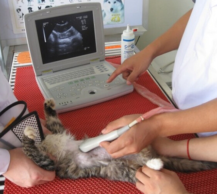 KX5000V laptop full digital B mode veterinary ultrasound scanner