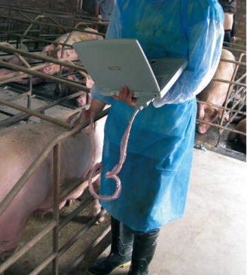 KX5000V laptop B mode veterinary ultrasound scanner
