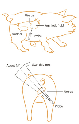 Pig/swine  Pregnancy Test Instrument